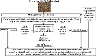 Changes in the physicochemical parameters and microbial community of a new cultivar blue wheat cereal wholemeal during sourdough production